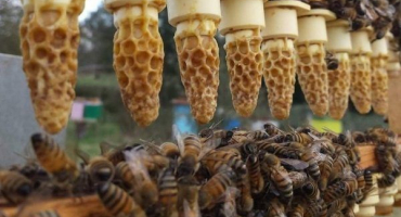 Proč je potřeba učitelská rodina a jak se tvoří??